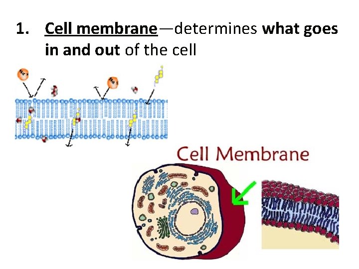 1. Cell membrane—determines what goes in and out of the cell 