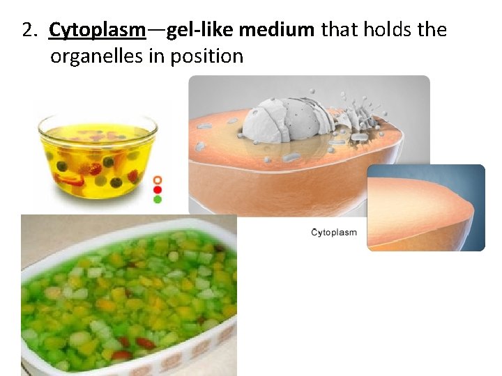 2. Cytoplasm—gel-like medium that holds the organelles in position 
