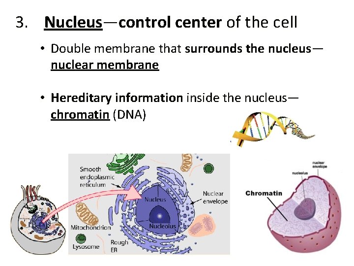 3. Nucleus—control center of the cell • Double membrane that surrounds the nucleus— nuclear