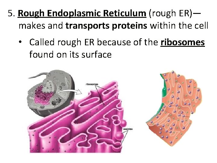 5. Rough Endoplasmic Reticulum (rough ER)— makes and transports proteins within the cell •