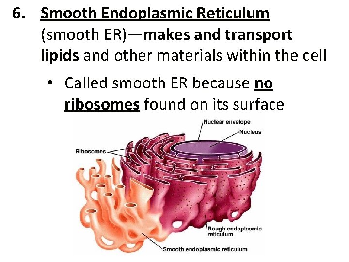 6. Smooth Endoplasmic Reticulum (smooth ER)—makes and transport lipids and other materials within the