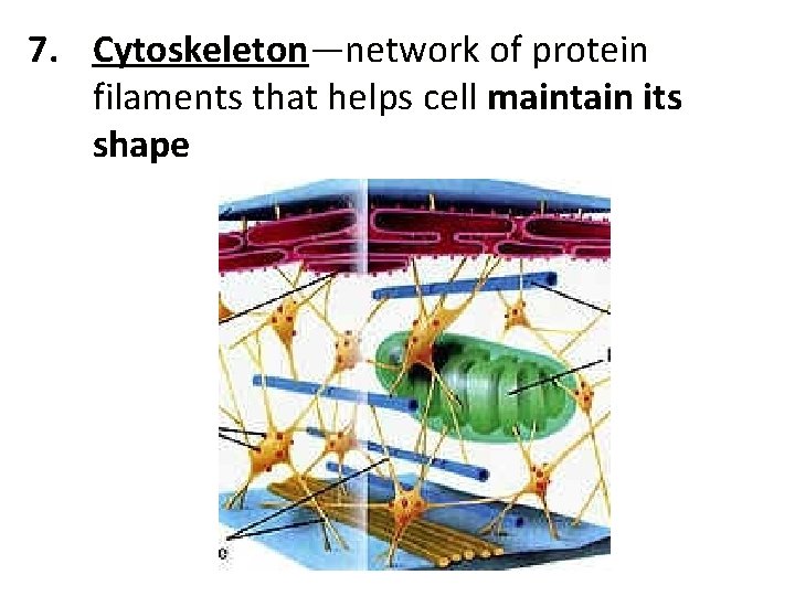 7. Cytoskeleton—network of protein filaments that helps cell maintain its shape 