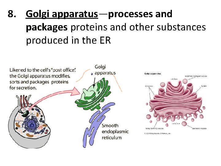 8. Golgi apparatus—processes and packages proteins and other substances produced in the ER 