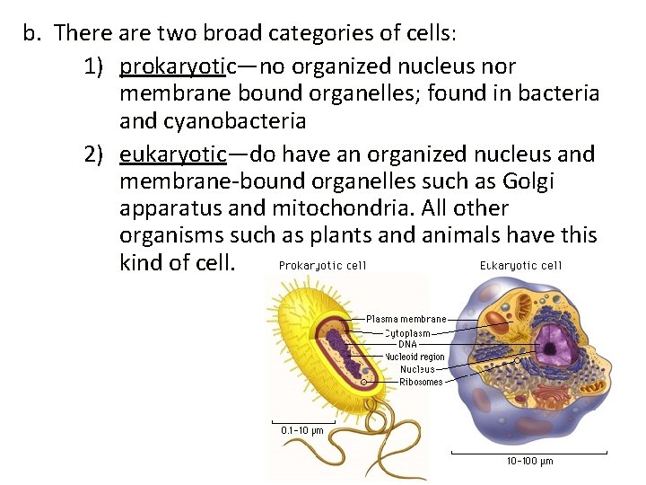 b. There are two broad categories of cells: 1) prokaryotic—no organized nucleus nor membrane