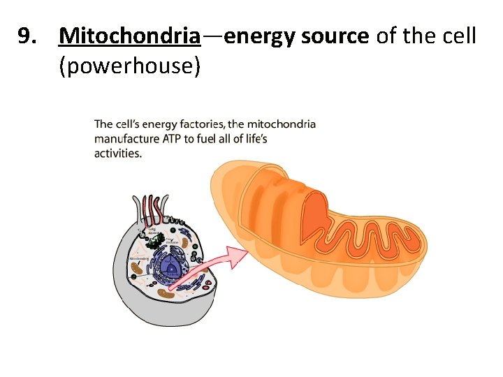 9. Mitochondria—energy source of the cell (powerhouse) 