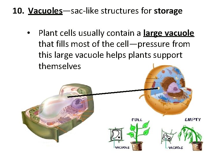 10. Vacuoles—sac-like structures for storage • Plant cells usually contain a large vacuole that