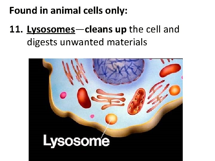 Found in animal cells only: 11. Lysosomes—cleans up the cell and digests unwanted materials