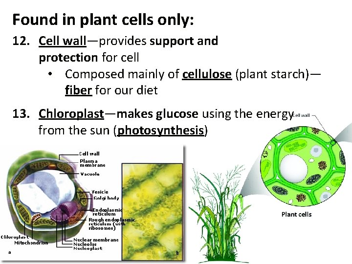 Found in plant cells only: 12. Cell wall—provides support and protection for cell •