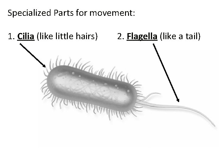 Specialized Parts for movement: 1. Cilia (like little hairs) 2. Flagella (like a tail)