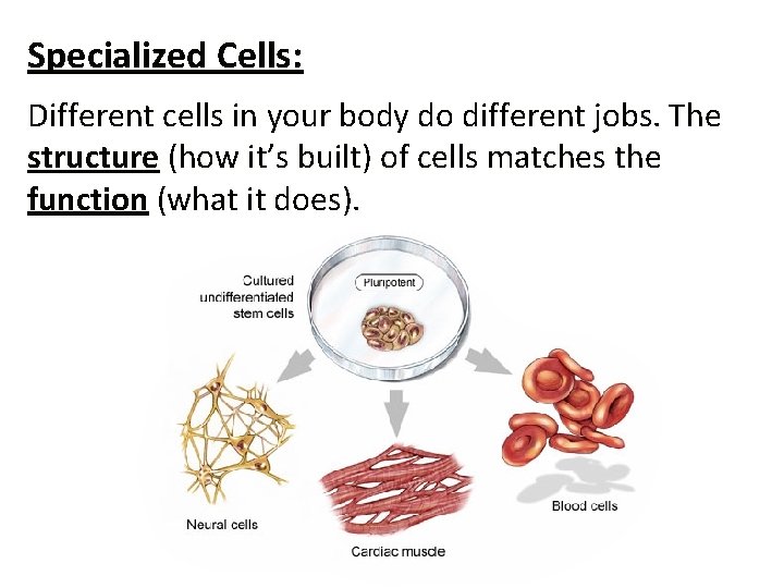 Specialized Cells: Different cells in your body do different jobs. The structure (how it’s