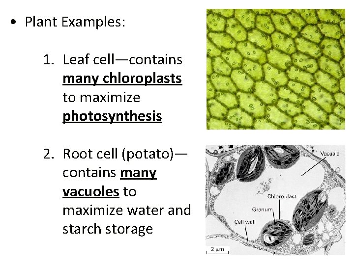  • Plant Examples: 1. Leaf cell—contains many chloroplasts to maximize photosynthesis 2. Root