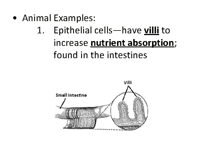  • Animal Examples: 1. Epithelial cells—have villi to increase nutrient absorption; found in