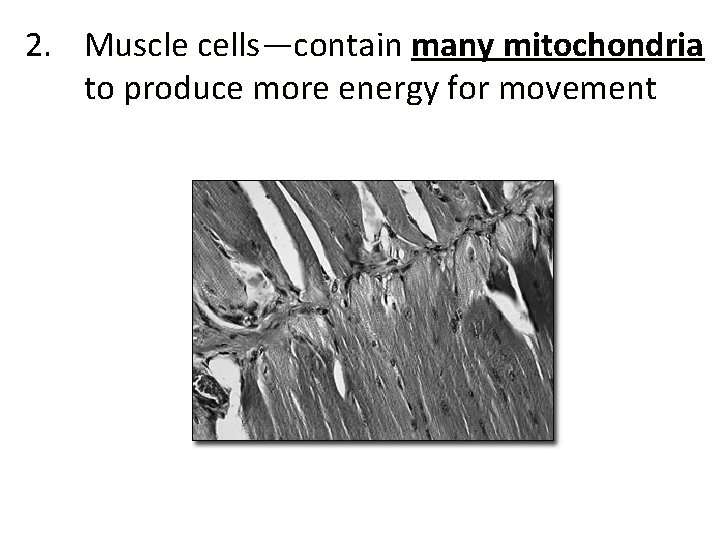 2. Muscle cells—contain many mitochondria to produce more energy for movement 