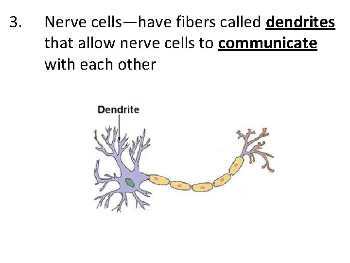 3. Nerve cells—have fibers called dendrites that allow nerve cells to communicate with each