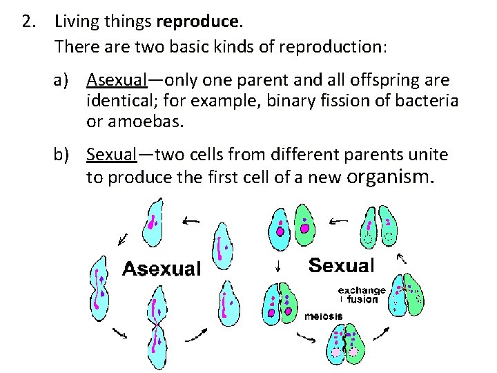 2. Living things reproduce. There are two basic kinds of reproduction: a) Asexual—only one