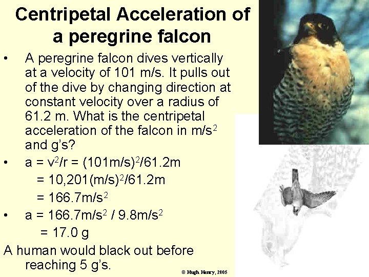 Centripetal Acceleration of a peregrine falcon • A peregrine falcon dives vertically at a