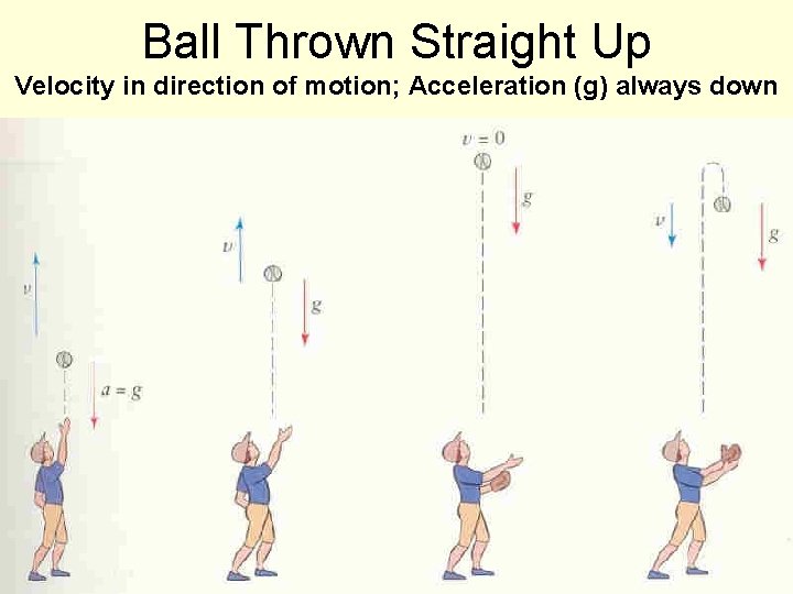 Ball Thrown Straight Up Velocity in direction of motion; Acceleration (g) always down 179