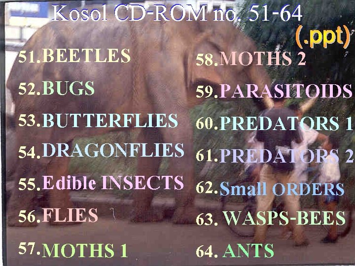 Kosol CD-ROM no. 51 -64 51. BEETLES 52. BUGS 53. BUTTERFLIES 54. DRAGONFLIES 55.