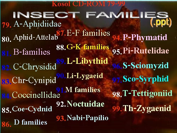 Kosol CD-ROM 79 -99 79. A-Aphidiidae E-F families 87. 94. P-Phymatid 80. Aphid-Attelab G-K