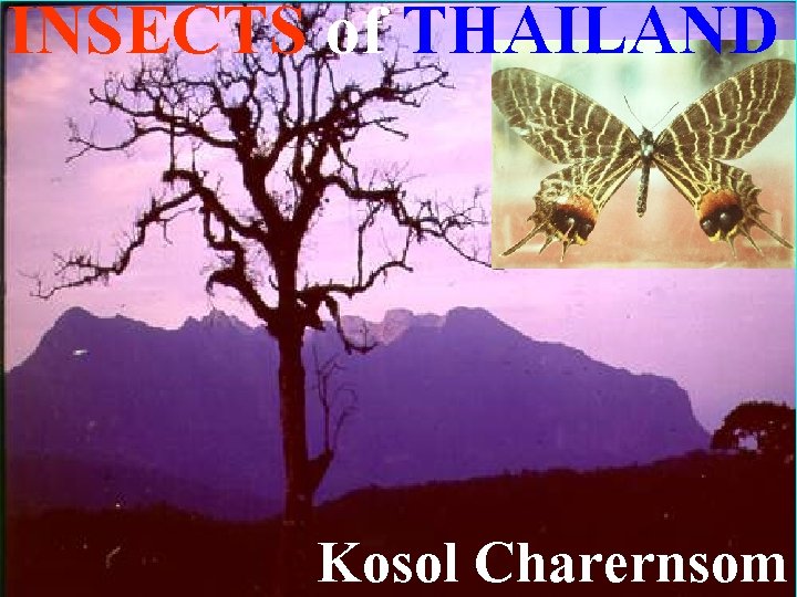 INSECTS of THAILAND Kosol Charernsom 