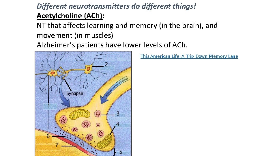 Different neurotransmitters do different things! Acetylcholine (ACh): NT that affects learning and memory (in