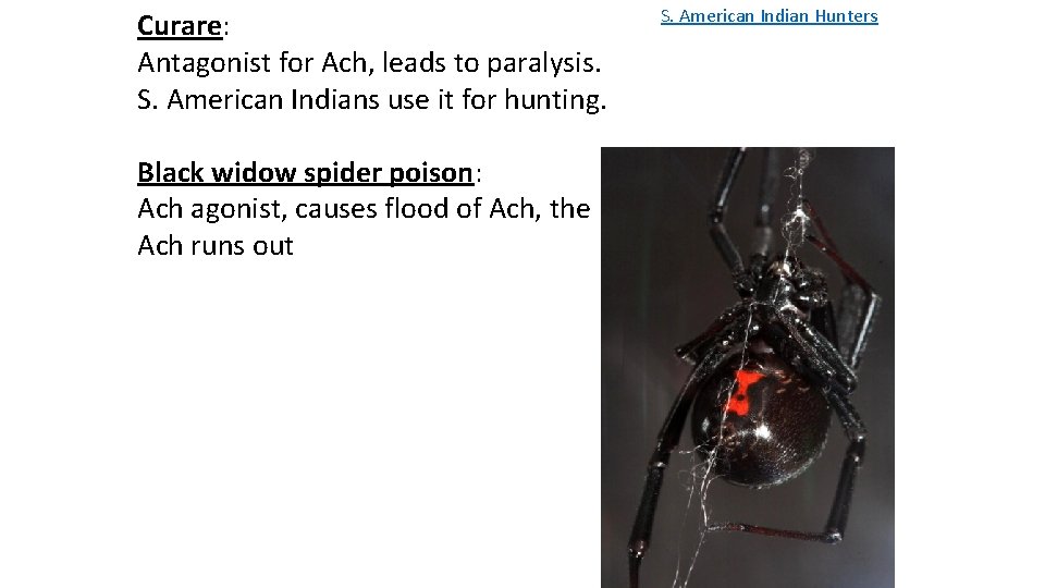 Curare: Antagonist for Ach, leads to paralysis. S. American Indians use it for hunting.