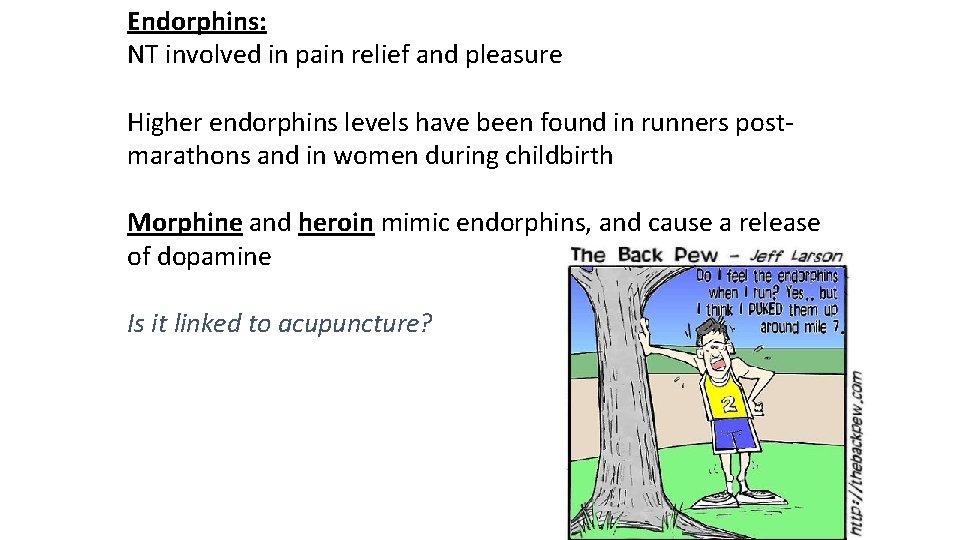 Endorphins: NT involved in pain relief and pleasure Higher endorphins levels have been found