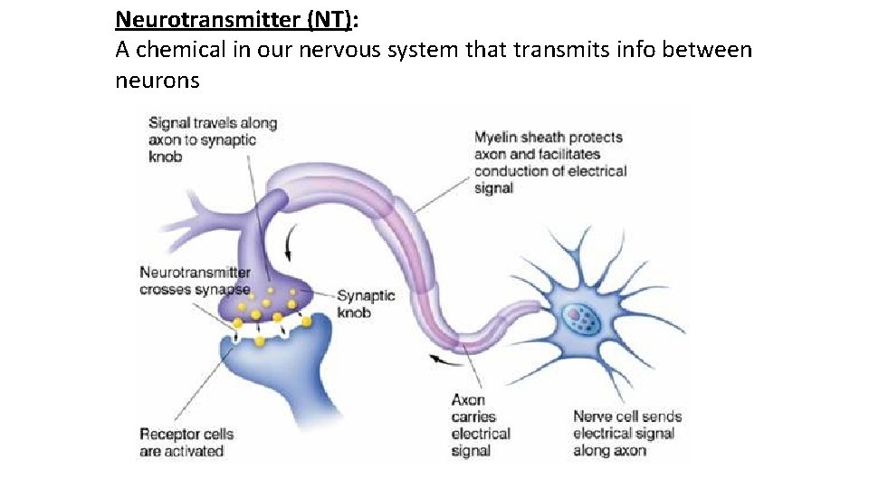 Neurotransmitter (NT): A chemical in our nervous system that transmits info between neurons 