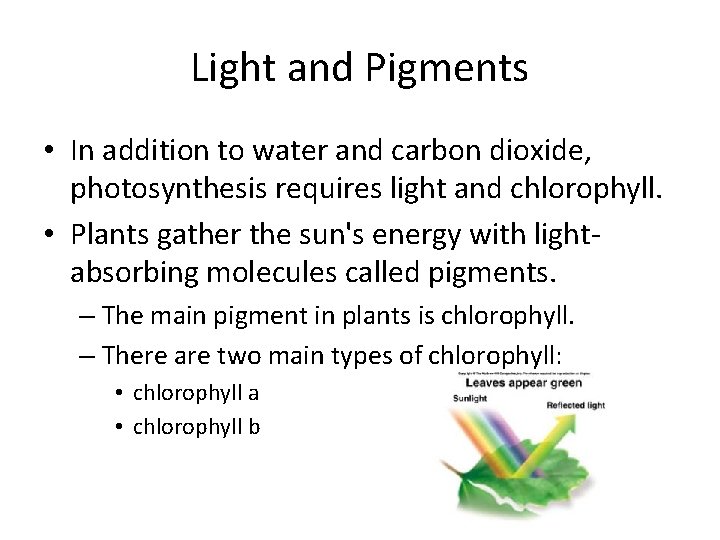 Light and Pigments • In addition to water and carbon dioxide, photosynthesis requires light