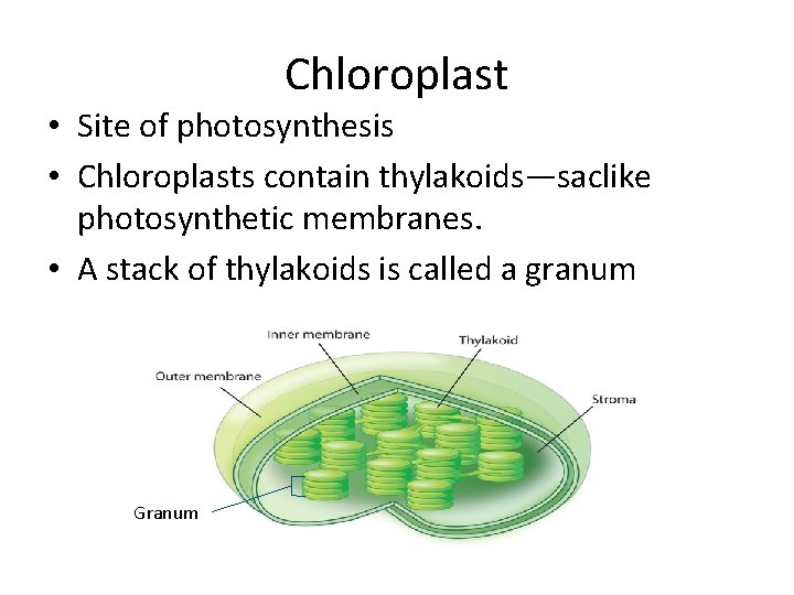 Chloroplast • Site of photosynthesis • Chloroplasts contain thylakoids—saclike photosynthetic membranes. • A stack