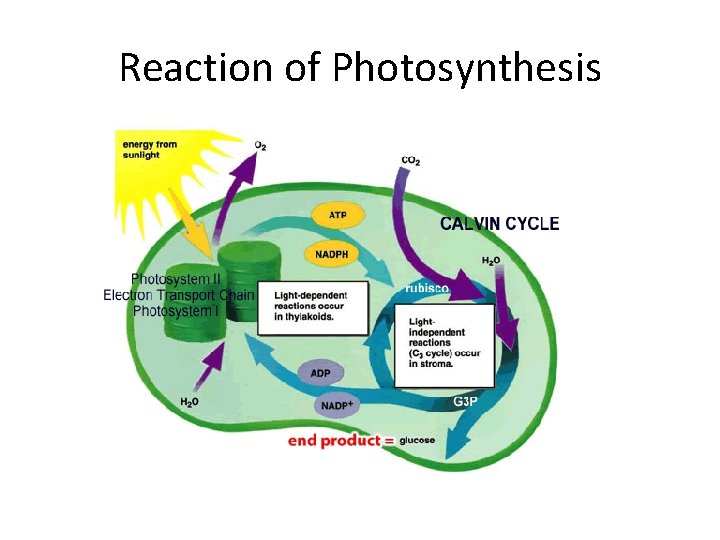 Reaction of Photosynthesis 