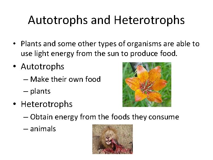 Autotrophs and Heterotrophs • Plants and some other types of organisms are able to