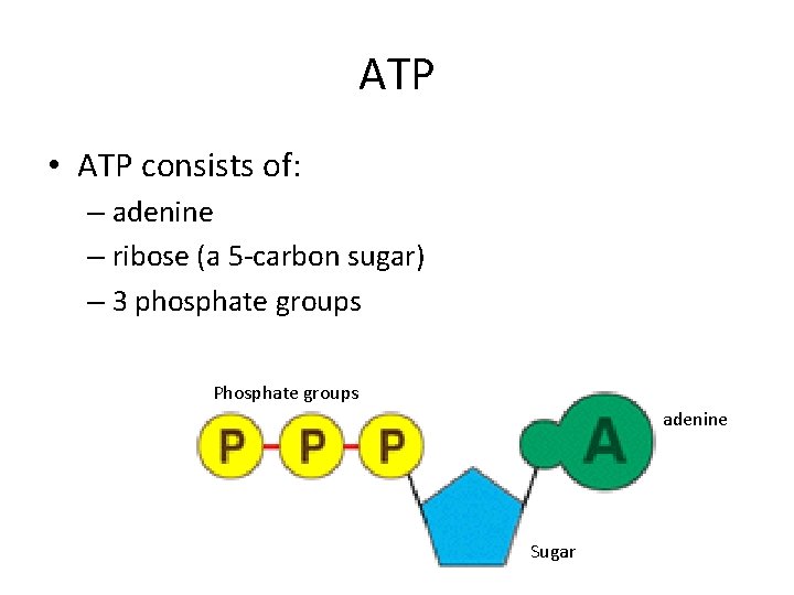 ATP • ATP consists of: – adenine – ribose (a 5 -carbon sugar) –