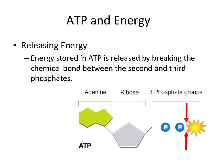 ATP and Energy • Releasing Energy – Energy stored in ATP is released by