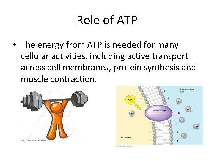 Role of ATP • The energy from ATP is needed for many cellular activities,