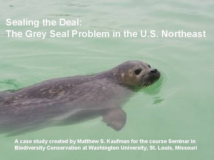 Sealing the Deal: The Grey Seal Problem in the U. S. Northeast A case