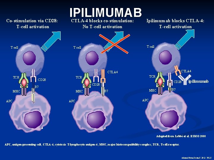 Co-stimulation via CD 28: T-cell activation T cell IPILIMUMAB CTLA-4 blocks co-stimulation: No T-cell