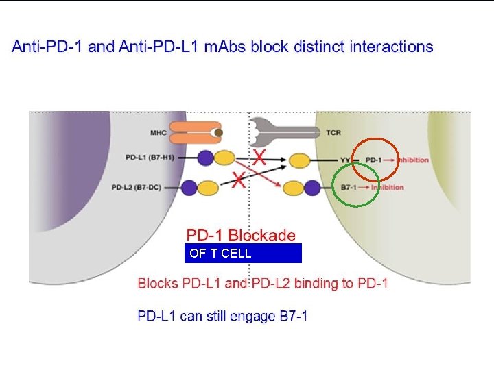 OF T CELL 