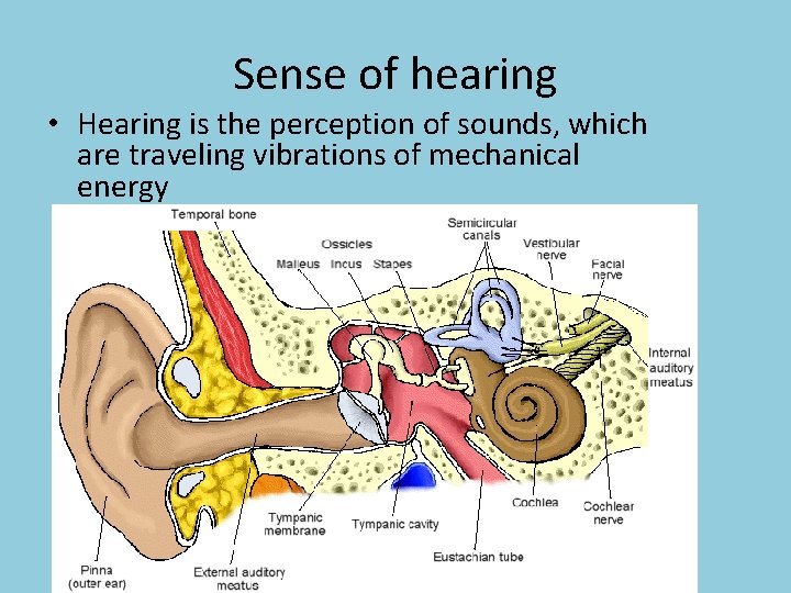 Sense of hearing • Hearing is the perception of sounds, which are traveling vibrations