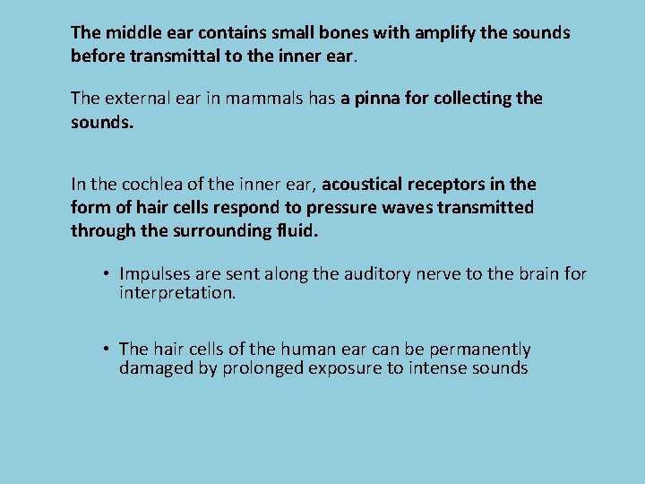The middle ear contains small bones with amplify the sounds before transmittal to the