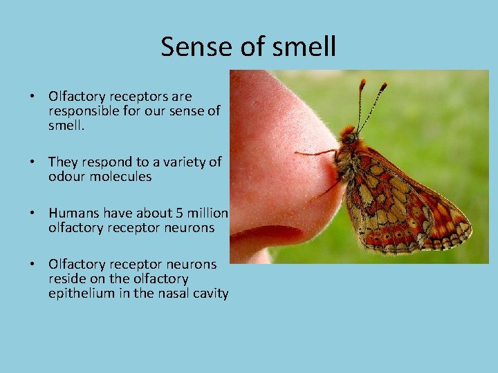 Sense of smell • Olfactory receptors are responsible for our sense of smell. • Sense of smell • Olfactory receptors are responsible for our sense of smell. •