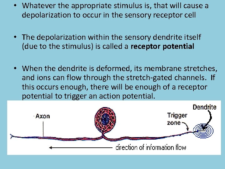  • Whatever the appropriate stimulus is, that will cause a depolarization to occur