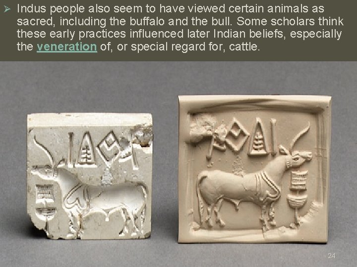 Ø Indus people also seem to have viewed certain animals as sacred, including the Ø Indus people also seem to have viewed certain animals as sacred, including the