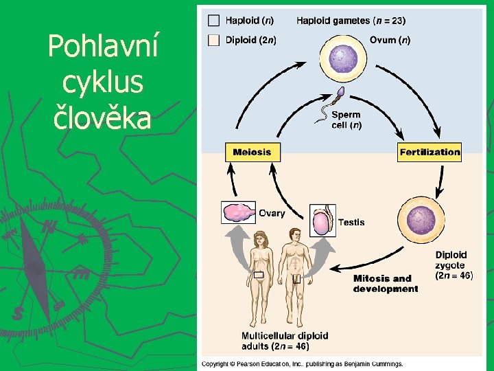 Pohlavní cyklus člověka 