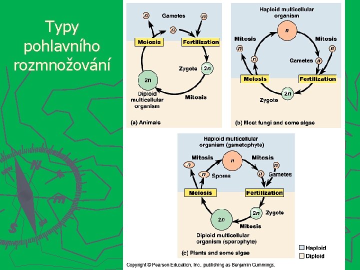 Typy pohlavního rozmnožování 