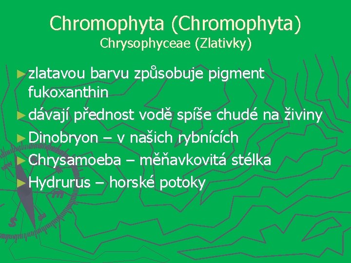 Chromophyta (Chromophyta) Chrysophyceae (Zlativky) ► zlatavou barvu způsobuje pigment fukoxanthin ► dávají přednost vodě