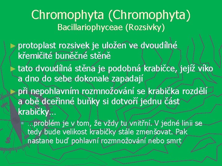 Chromophyta (Chromophyta) Bacillariophyceae (Rozsivky) ► protoplast rozsivek je uložen ve dvoudílné křemičité buněčné stěně