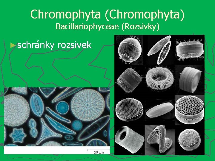 Chromophyta (Chromophyta) Bacillariophyceae (Rozsivky) ► schránky rozsivek 