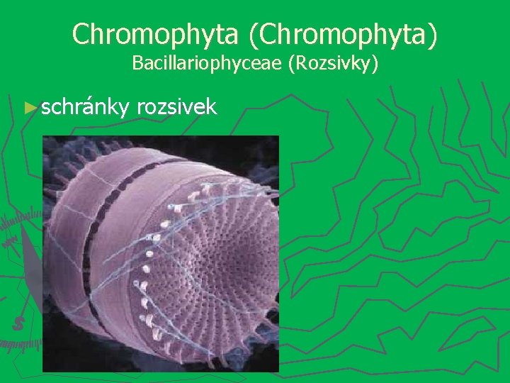 Chromophyta (Chromophyta) Bacillariophyceae (Rozsivky) ► schránky rozsivek 