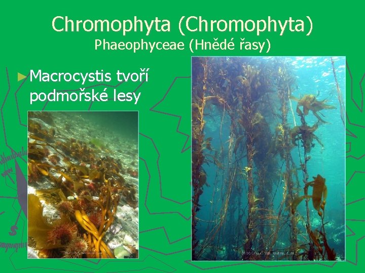 Chromophyta (Chromophyta) Phaeophyceae (Hnědé řasy) ► Macrocystis tvoří podmořské lesy 